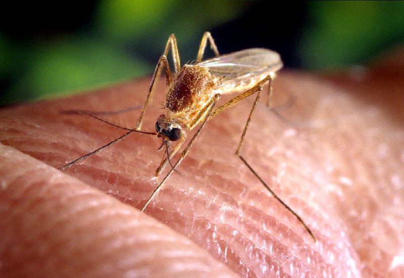 Closeup of a Culex quinquefasciatus mosquito, commonly known as the southern house mosquito