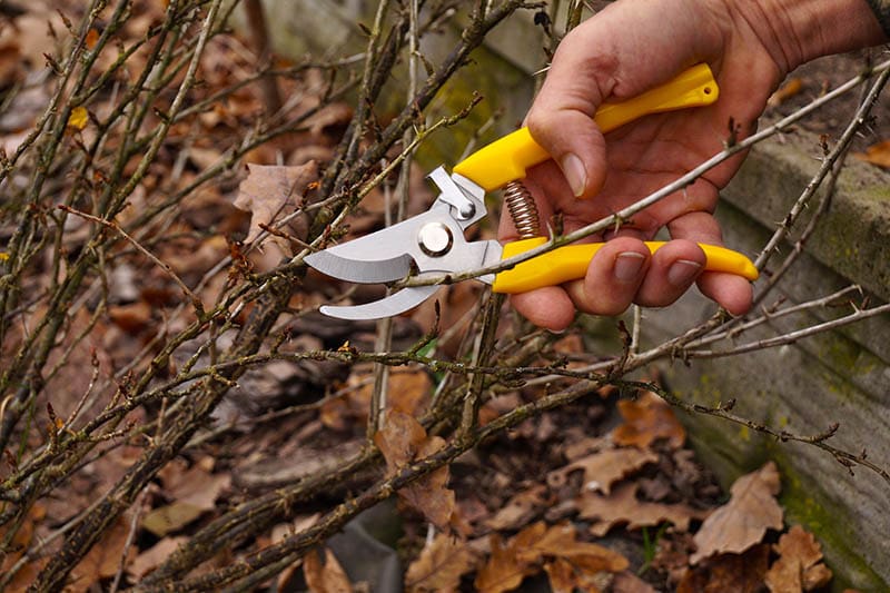 cutting dead branch by pruning