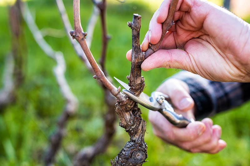 cutting grapevine with secateurs