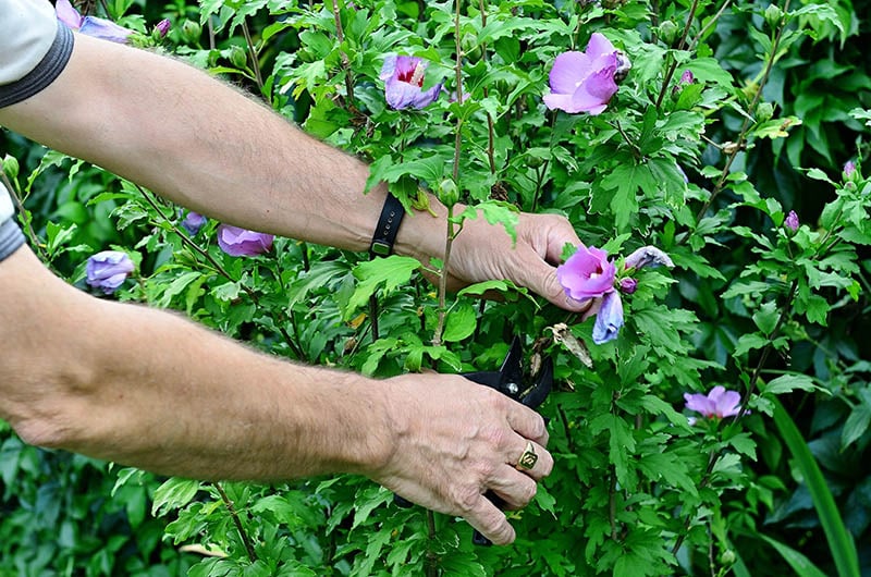 cutting withered flowers of hibiscus
