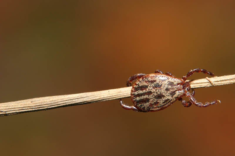 dangerous tick waiting in standby position