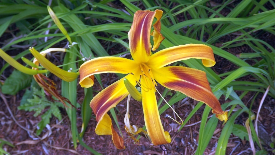 day lilies flower
