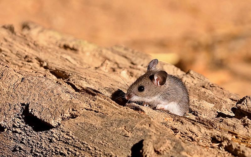 deer mouse on a rock