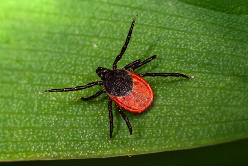 deer tick on a leaf