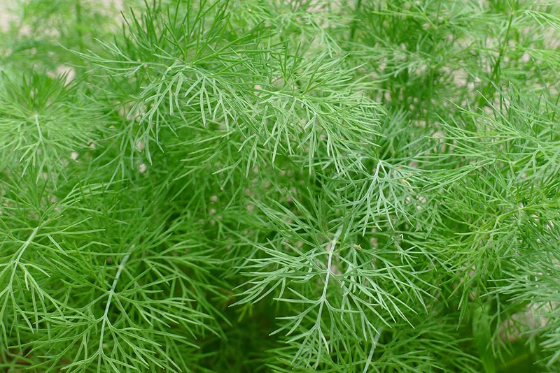 dill herbs