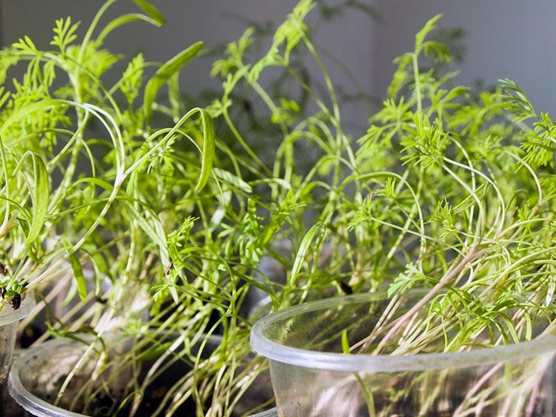 dill microgreens