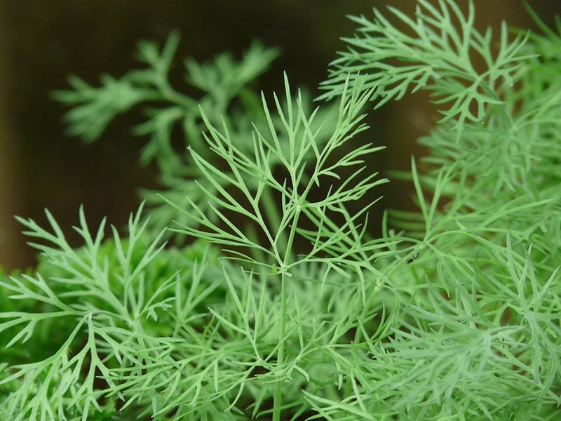 dill plants