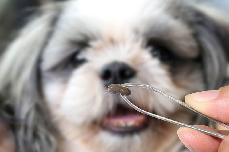 dog tweezers holding dog tick