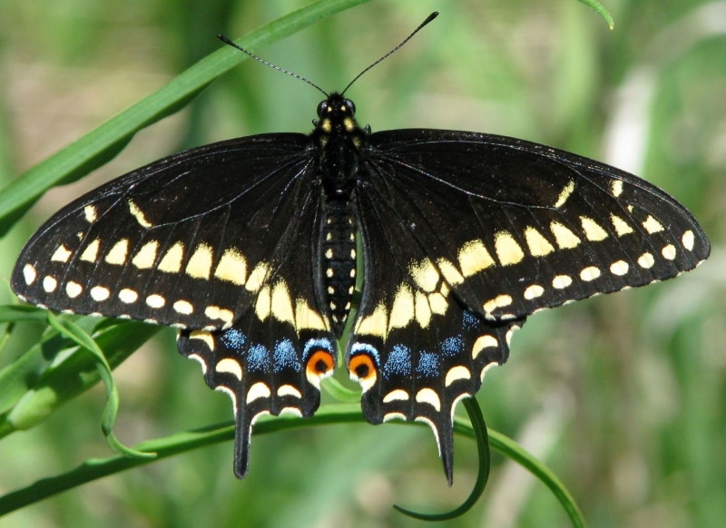 eastern black swallowtail