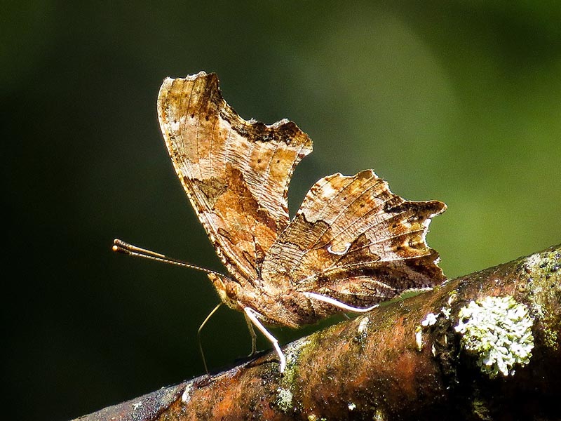 eastern comma butterfly