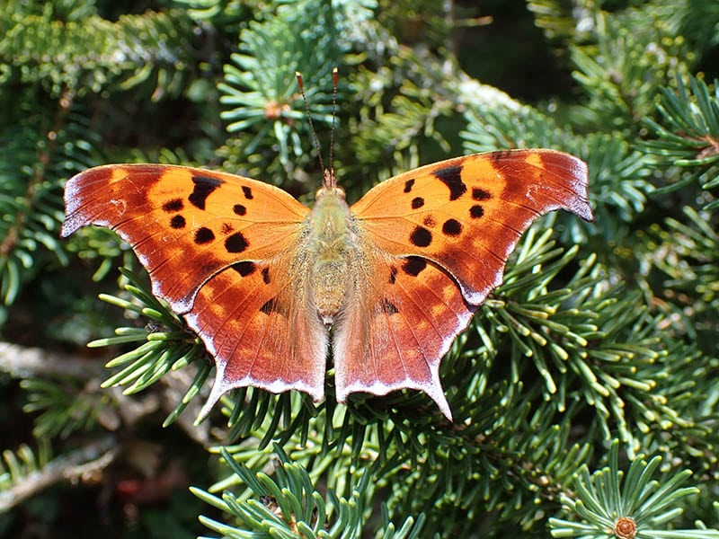 eastern comma butterfly
