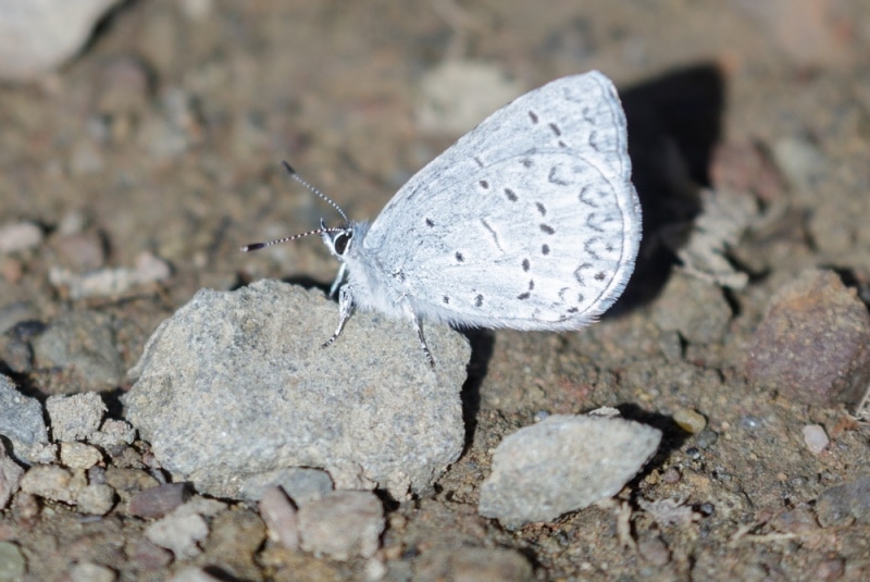 echo blue butterfly