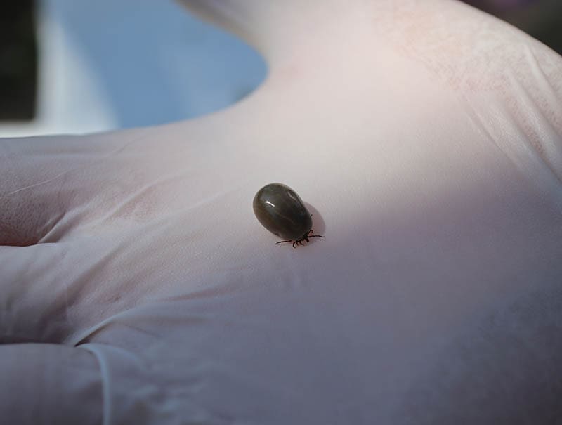 engorged tick removed from dog