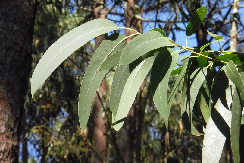 eucalyptus leaves