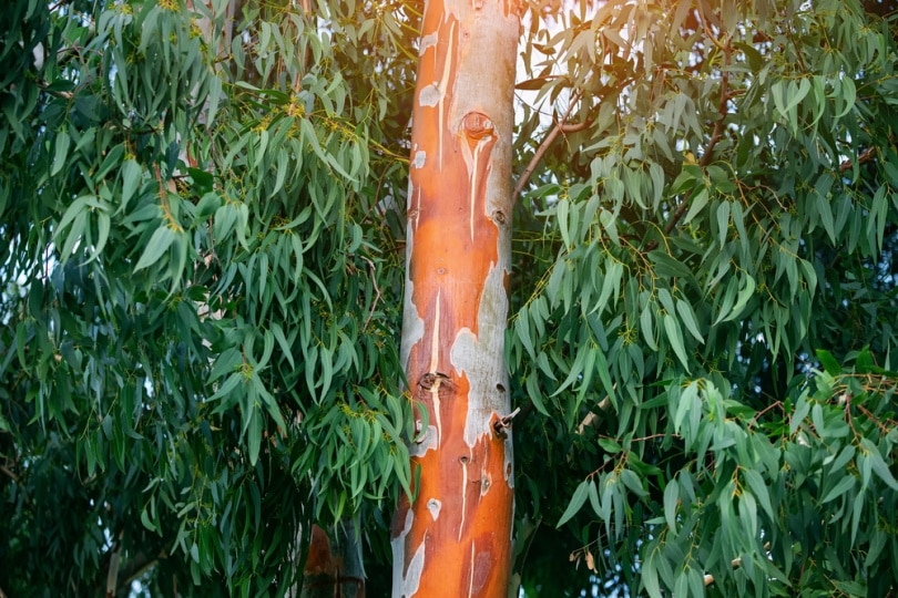 eucalyptus tree