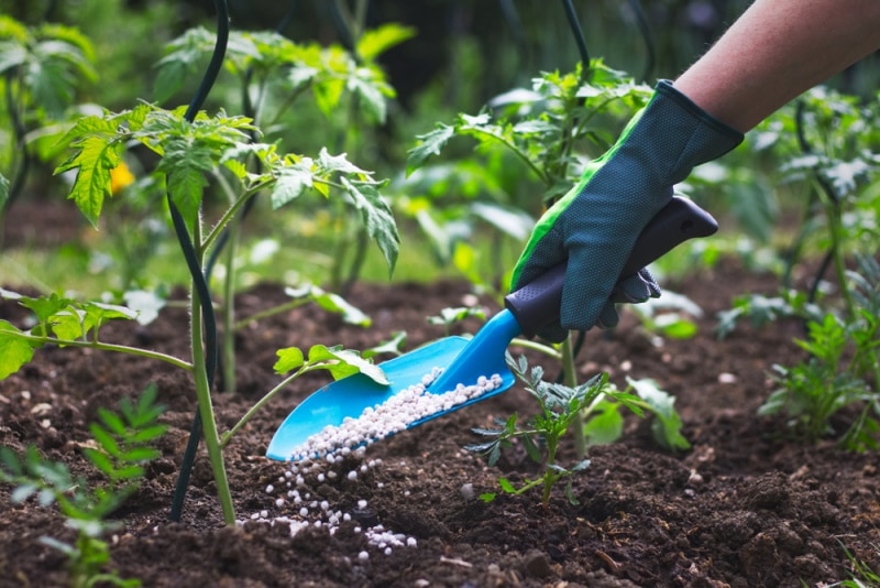 farmer putting fertilizer to tomato plants