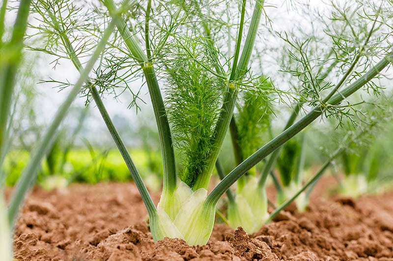 fennel bulb in garden bed