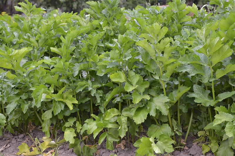 field of parsnip