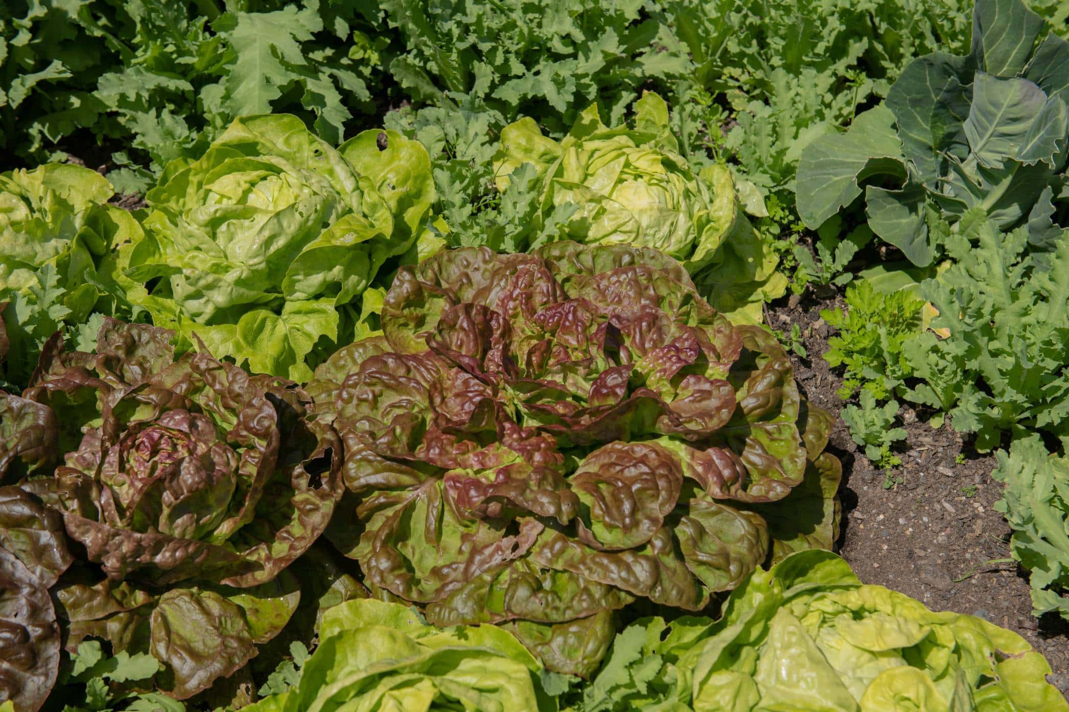 Four Seasons Lettuce