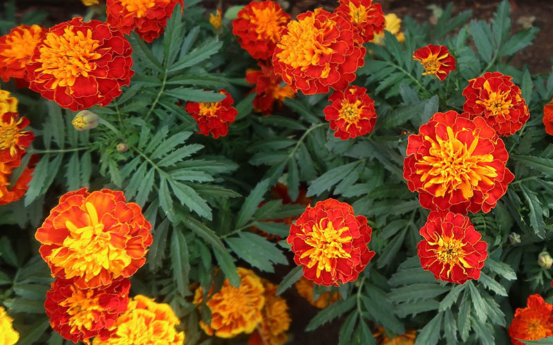 french marigold flower