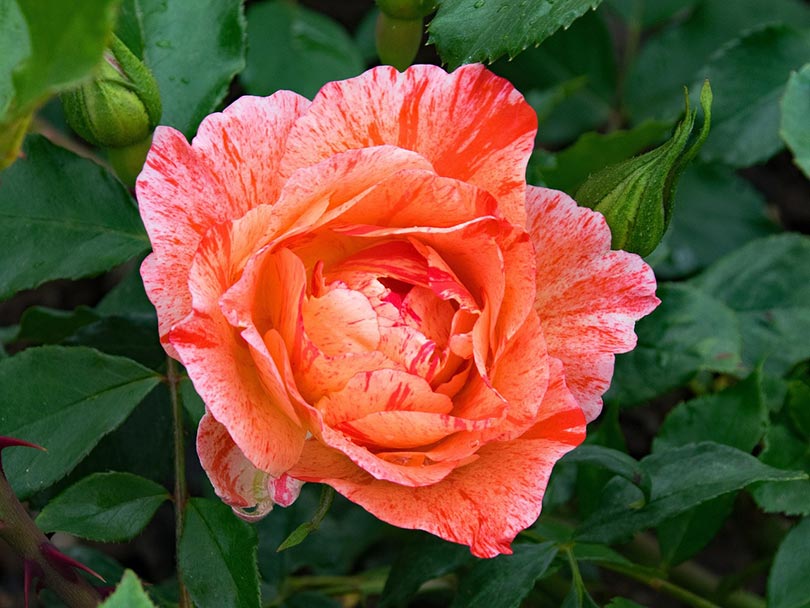 french rose