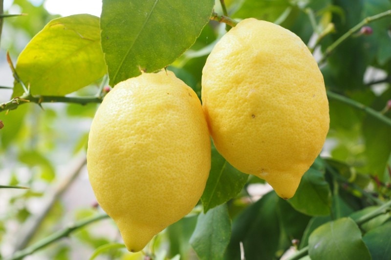 fresh lemons