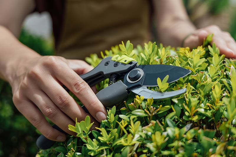 gardener carries out pruning of boxwood