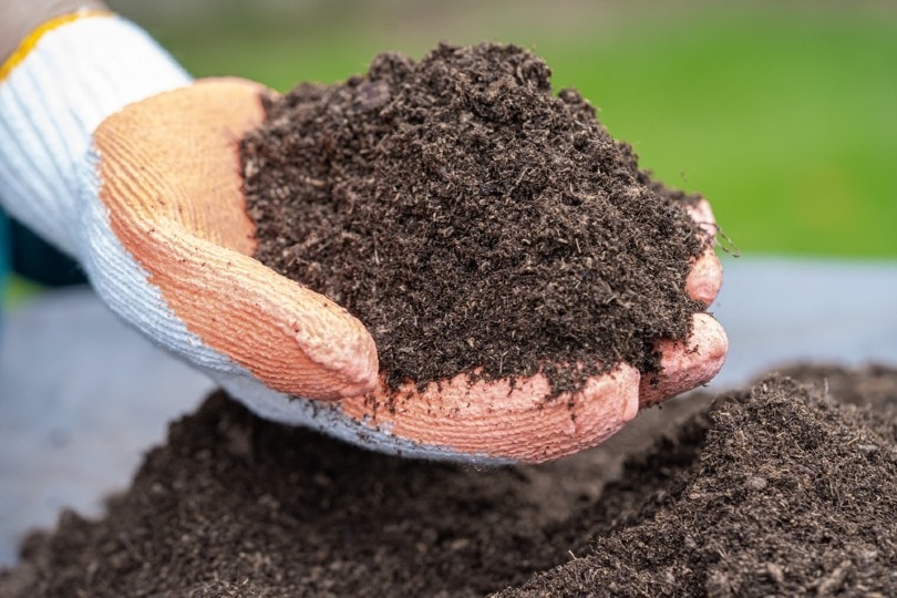 gardener holding peat moss