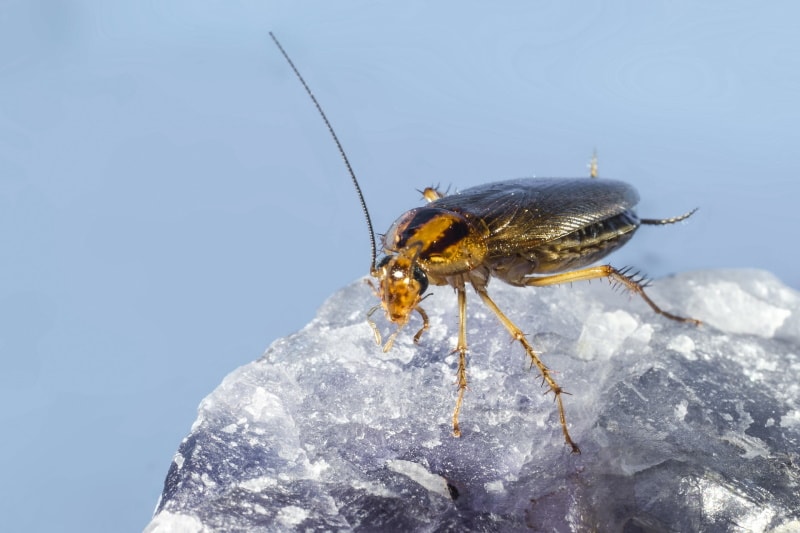 german cockroach
