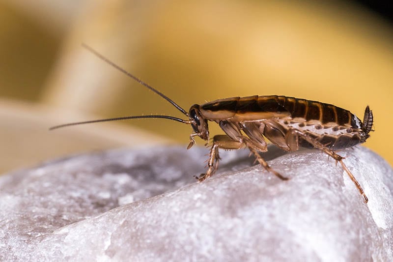 german cockroach
