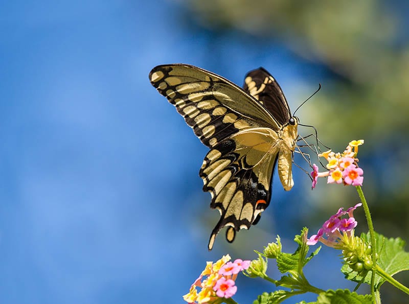 Giant Swallowtail butterfly