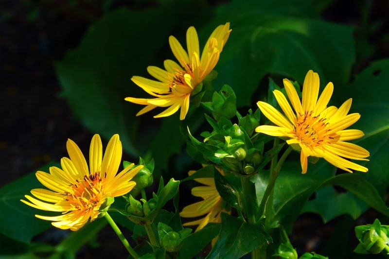 Golden Aster flowers
