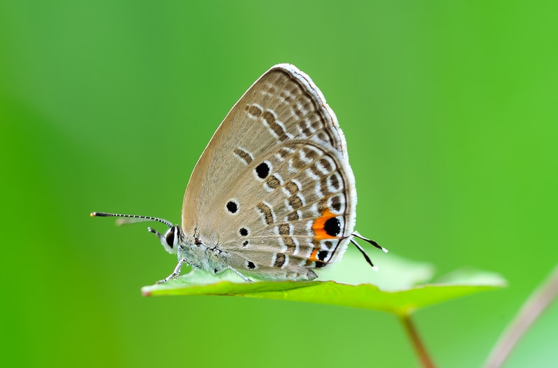 gram blue butterfly