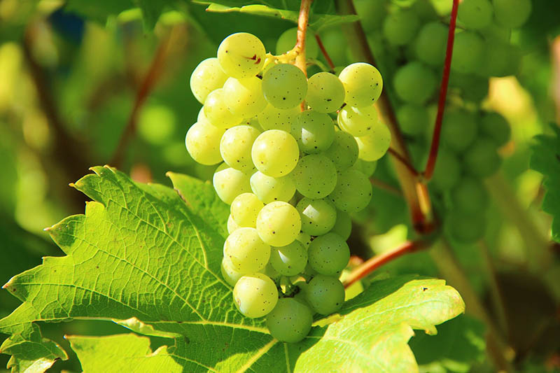 grape touched by sunlight