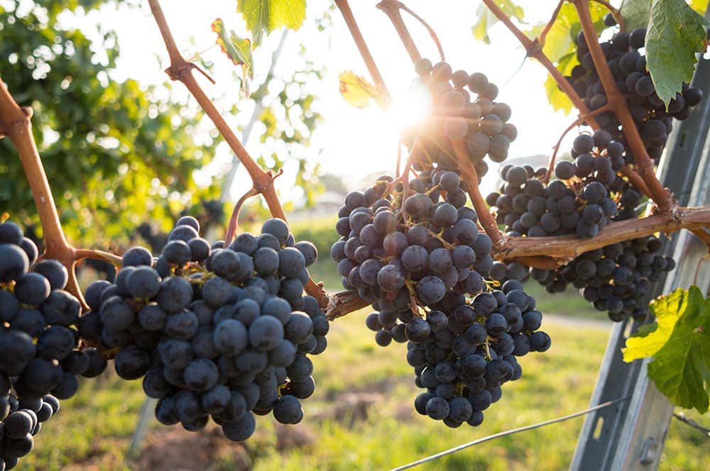 grapes in the vineyard