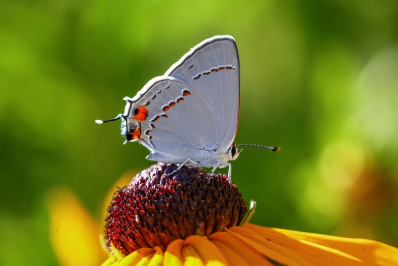 gray hairstreak_