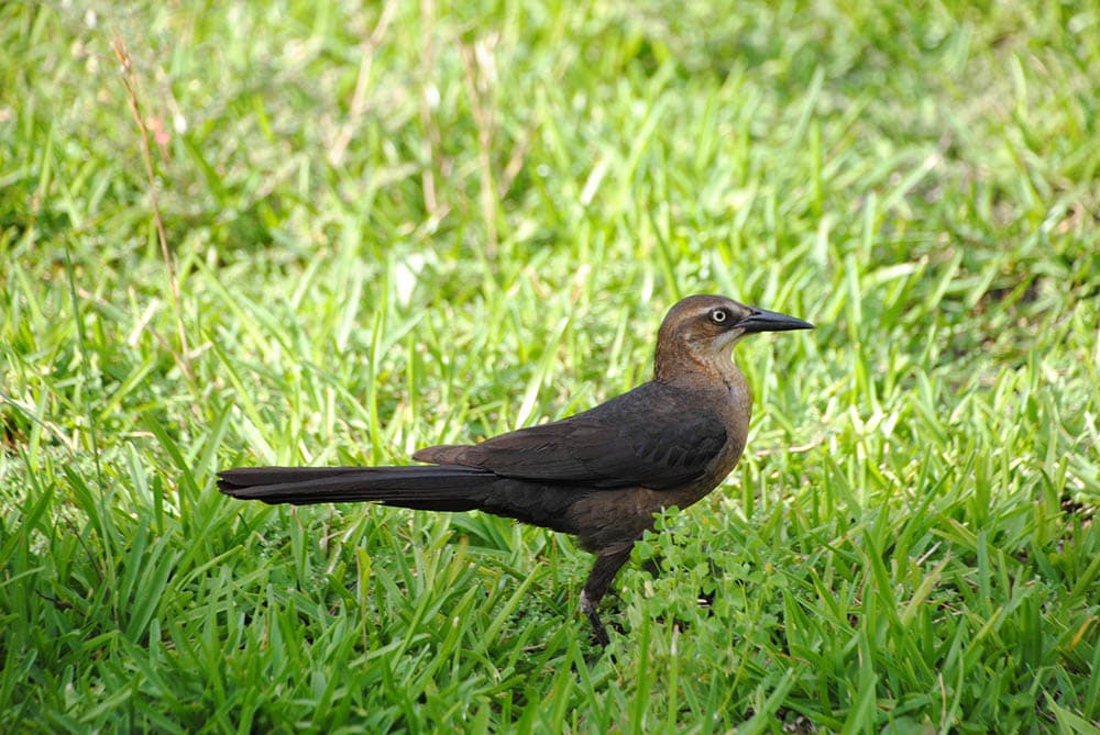 great tailed grackle