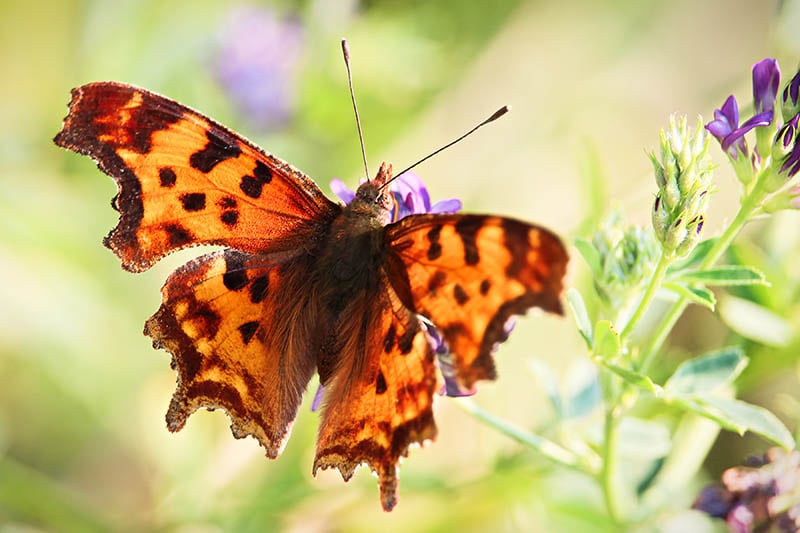 Green Comma butterfly