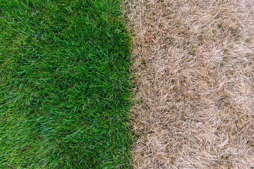 green grass and dry grass