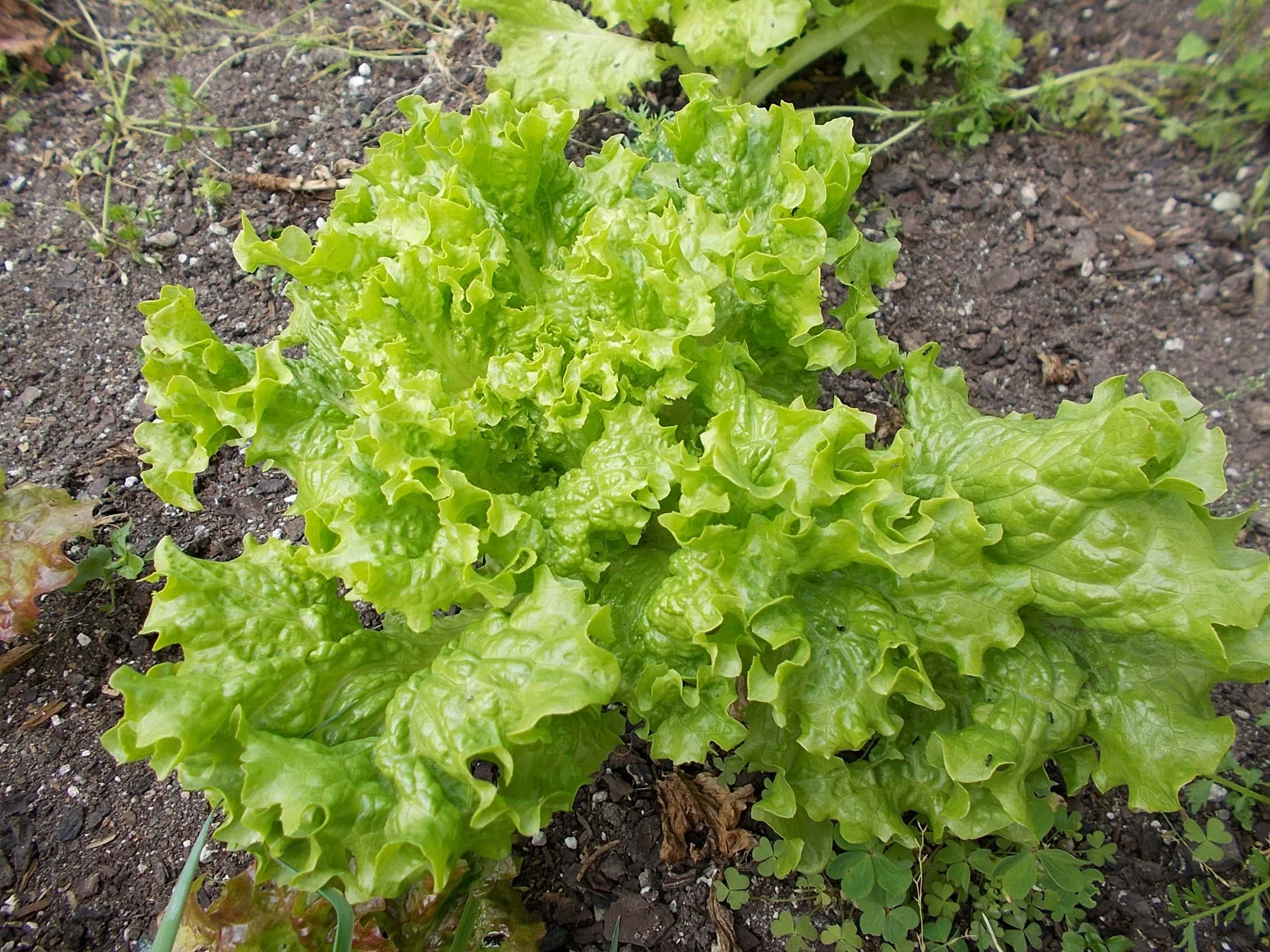 Green Ice Lettuce