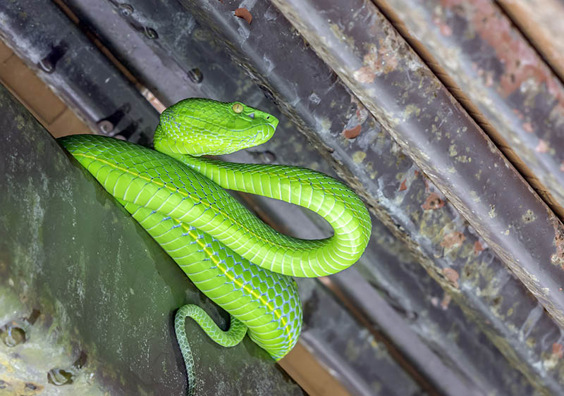 green snake in the ceiling