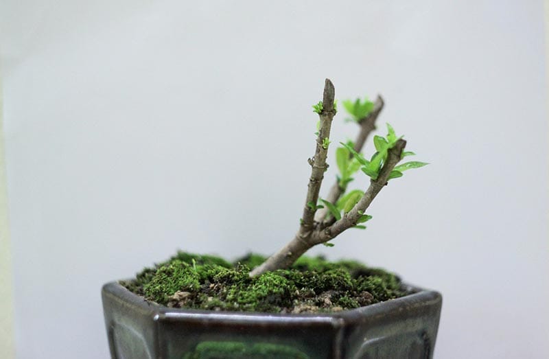growing bonsai tree
