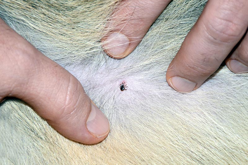 gulf coast tick on a dog