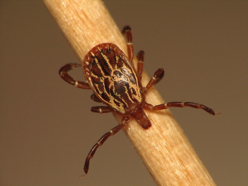 closeup of gulf coast tick on stick