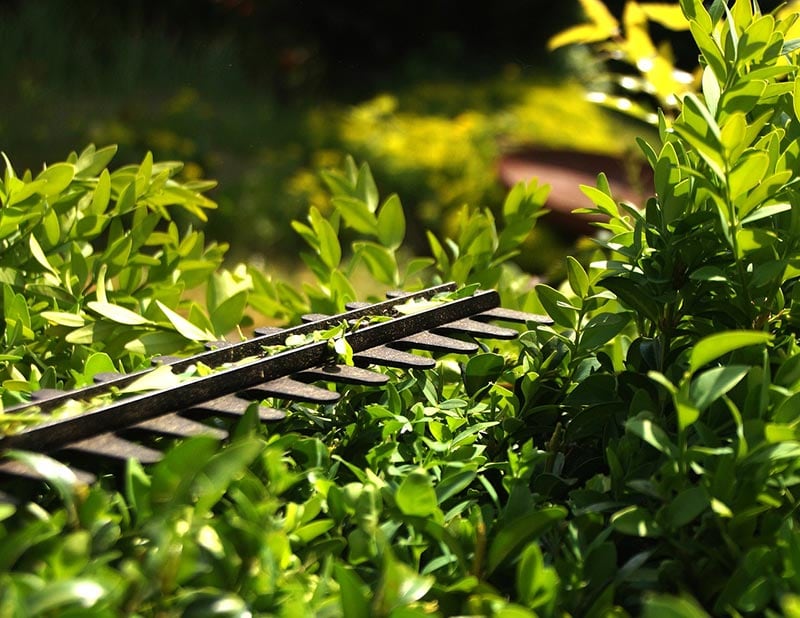 hedge trimmer on a bush
