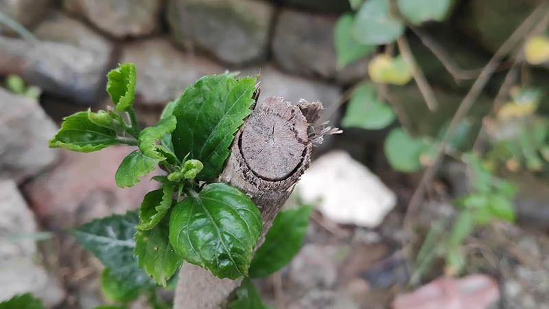 Hibiscus plant old stem