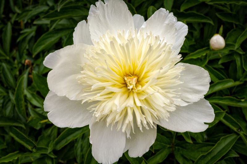 honey gold peony (paeonia lactiflora “honey gold”)