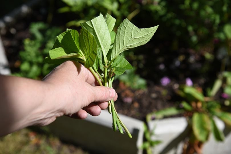 hydrangea cuttings for planting