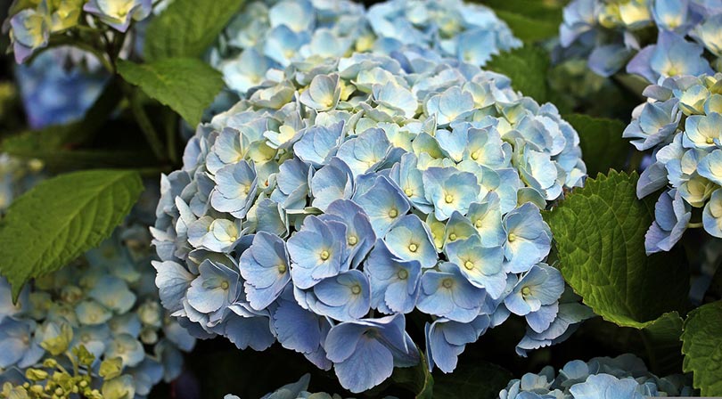 hydrangea flowers