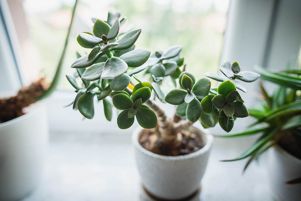 jade plant in white pot